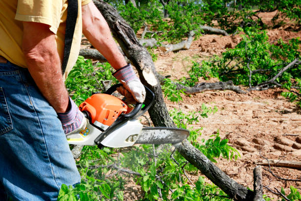 Reliable Merrifield, VA Tree Service Solutions